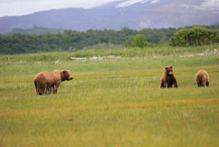 Illustration for article titled Please Enjoy This Gallery Of Amazing Bear Photos
